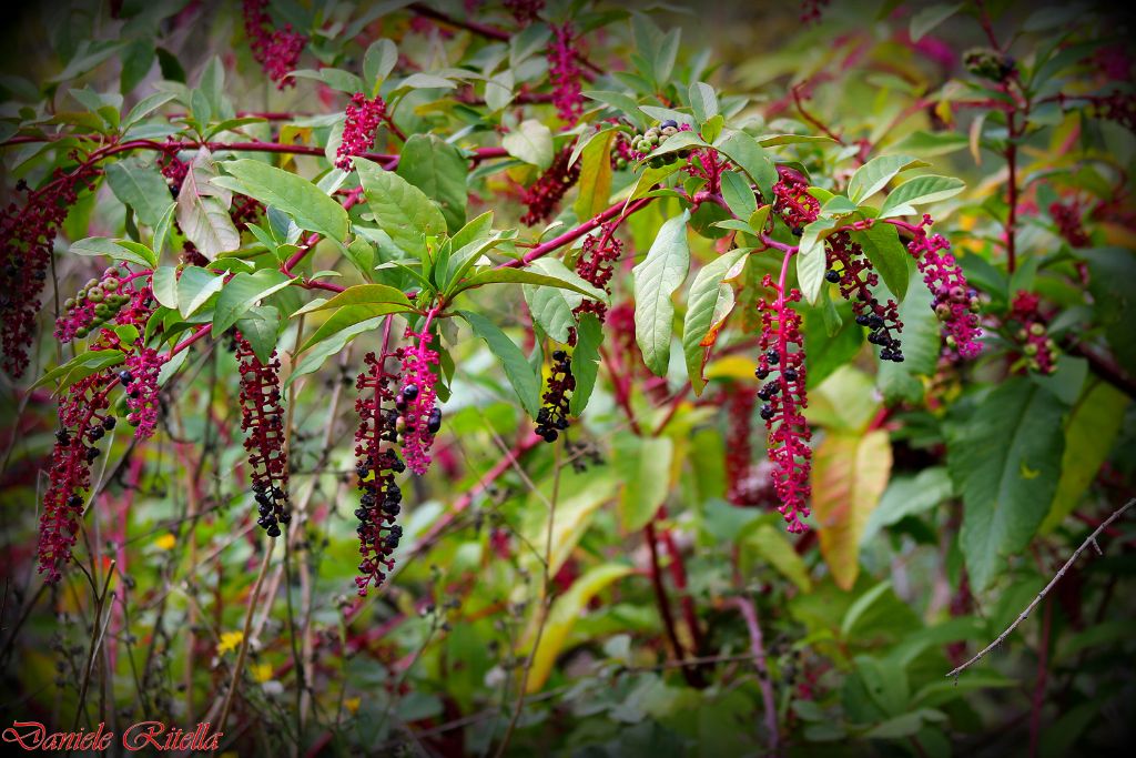 Phytolacca americana
